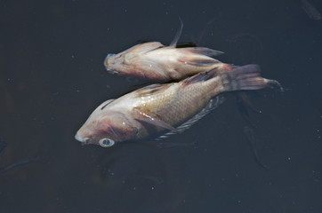 Dead tilapia fish float tip over in bad water