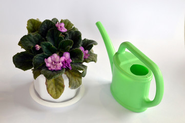 Purple violet flower growing in white plastic flower pot next to green watering can isolated on white background