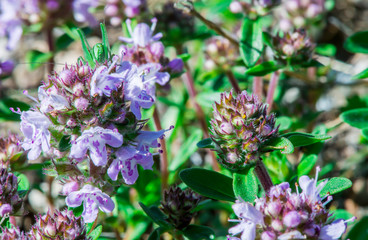 Flower thyme in the nature