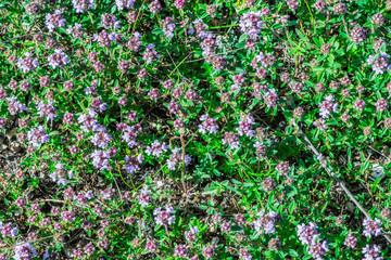 Flower thyme in the nature