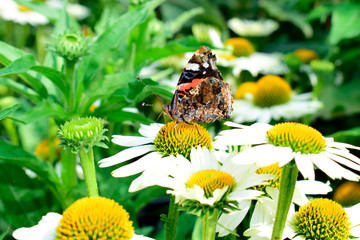 Beautiful of spring chrysanthemum flowers field with soft focus of butterfly at spring or summer...