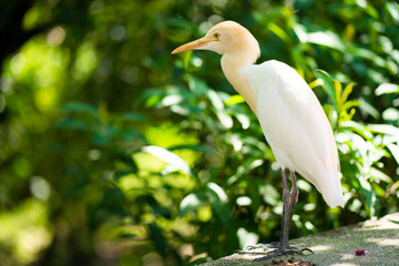 Little white heron with a yellow head in a green park. Bird watching