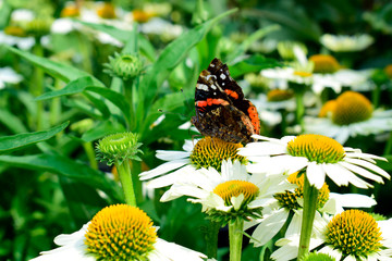 Beautiful of spring chrysanthemum flowers field with soft focus of butterfly at spring or summer season. Nature concept.