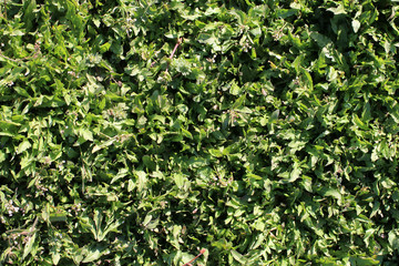 Weeds on an agricultural field. Ukraine, Cherkasy region.