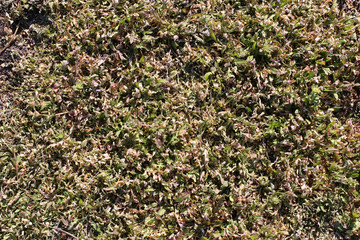 Dried weeds after spraying with herbicide.  The died grass. 