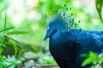 Unusual Crowned Pigeon in a green park. beauty of nature. Bird watching