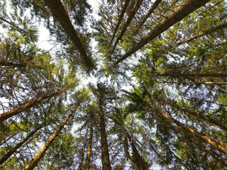 Fototapeta premium A view straight up from the ground to the treetops in the forest.