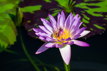 Blooming lotus and bee