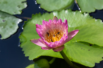 Blooming lotus and bee