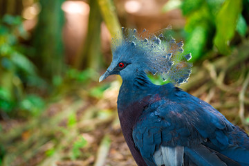 Unusual crowned dove in a green park cleans feathers. Beauty of nature. Bird watching