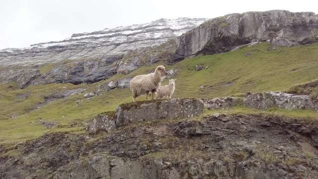 Wildlife in the Faroe Islands. Sheep on Vagar island. Faroe Islands. Denmark. Europe.