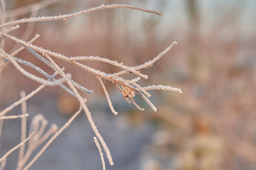 Branches covered with hoarfrost in the color of pink morning at dawn