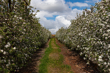 Fototapeta na wymiar Flowering in the apple orchards