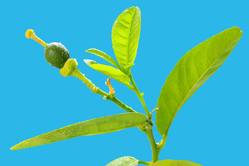 Ovary of a room lemon fruit  isolated on a blue background