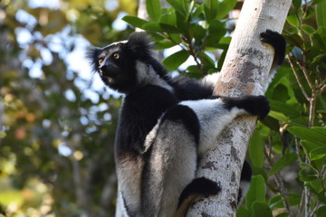 Indri lemur in Andasibe National Park, Madagascar