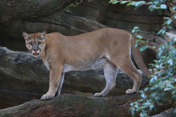 Naklejka na ściany i meble Portrait of a cougar, mountain lion, puma 