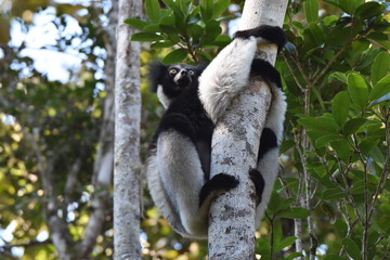 Indri lemur in Andasibe National Park, Madagascar