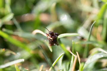 spider on a leaf