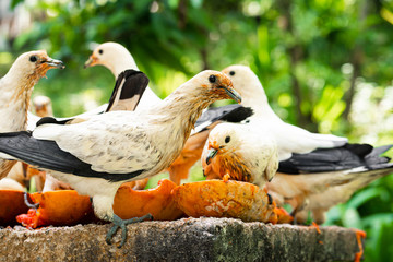 A flock of pigeons eating papaya in a manger. Bird watching