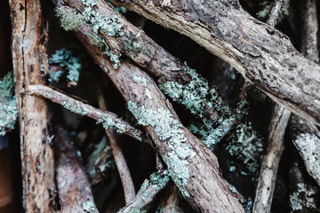 wooden sticks, firewood, wood background