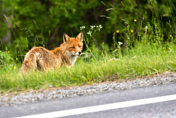 Red fox (vulpes vulpes) standing side of the road. 