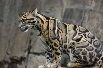 Head Shot Portrait of Clouded Leopard