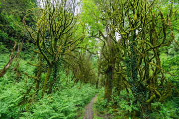 Forest with dead boxwood in moss. Mirveti, Adjara, Georgia.