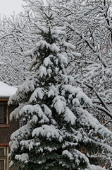 A late, heavy snowfall on the fallen tree branches,  Sofia, Bulgaria 