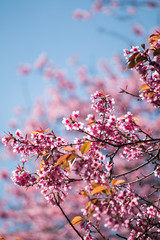 Sakura or cherry blossom on the road at Khun Wang, Chiang Mai Thailand.