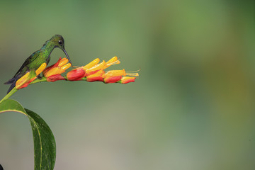 Hummingbird in flight over flower
