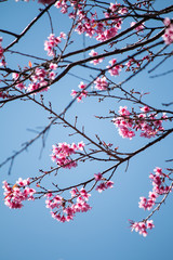 Sakura or cherry blossom on the road at Khun Wang, Chiang Mai Thailand.