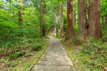 Fototapeta premium 【山形県鶴岡市】羽黒山杉並木の表参道は「わざわざ訪れる価値」のあるパワースポット