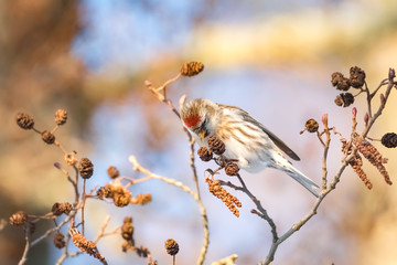 Common redpoll on a black alder. Common redpolls sit in a tree.