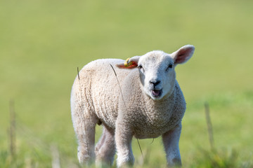 Naklejka na ściany i meble Spring lambs in an English field on a sunny April day 