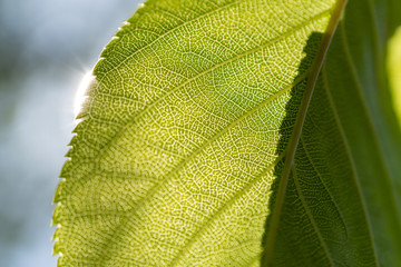 太陽の光に照らされた葉脈