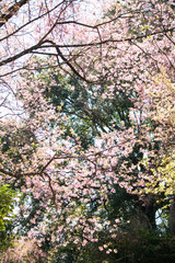 Sakura or cherry blossom on the road at Khun Wang, Chiang Mai Thailand.