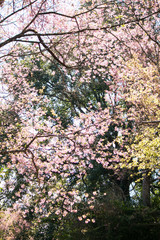 Sakura or cherry blossom on the road at Khun Wang, Chiang Mai Thailand.