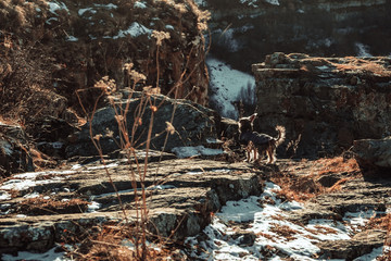 Little dog in the mountains