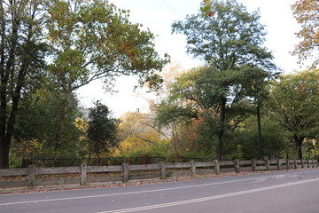 New York in her beautiful autumn suit Central Park