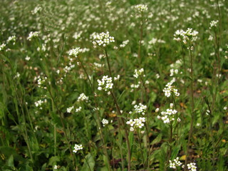 Obraz na płótnie Canvas Field grass close-up. Green with white natural background