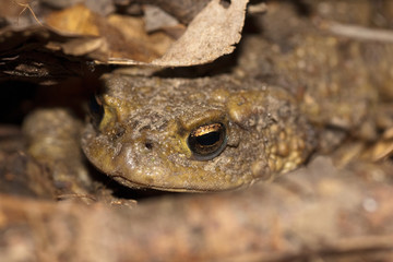 Toad  (Bufo bufo) mating in the pond