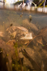 Toad  (Bufo bufo) mating in the pond