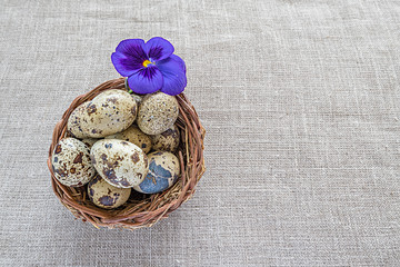 Quail eggs in basket for Easter Holoday on a rustic linen textured background 