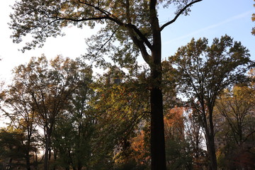 New York in her beautiful autumn suit Central Park