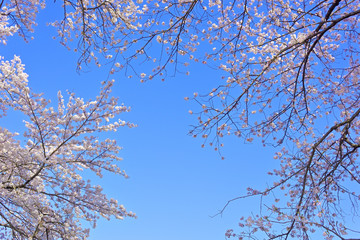 桜と蔵王