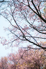 Sakura or cherry blossom on the road at Khun Wang, Chiang Mai Thailand.