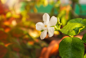 White Jasmine flower in the greenery garden with water drop after raining with flare light ,selective focus 