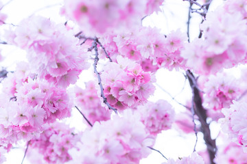 Frech pink japanece sakura flowers on blue sky