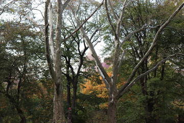 New York in her beautiful autumn suit Central Park