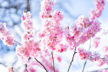 Frech pink japanece sakura flowers on blue sky